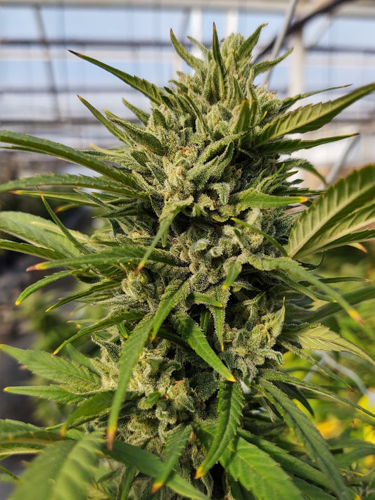 The Dream Feminized Hemp Seed