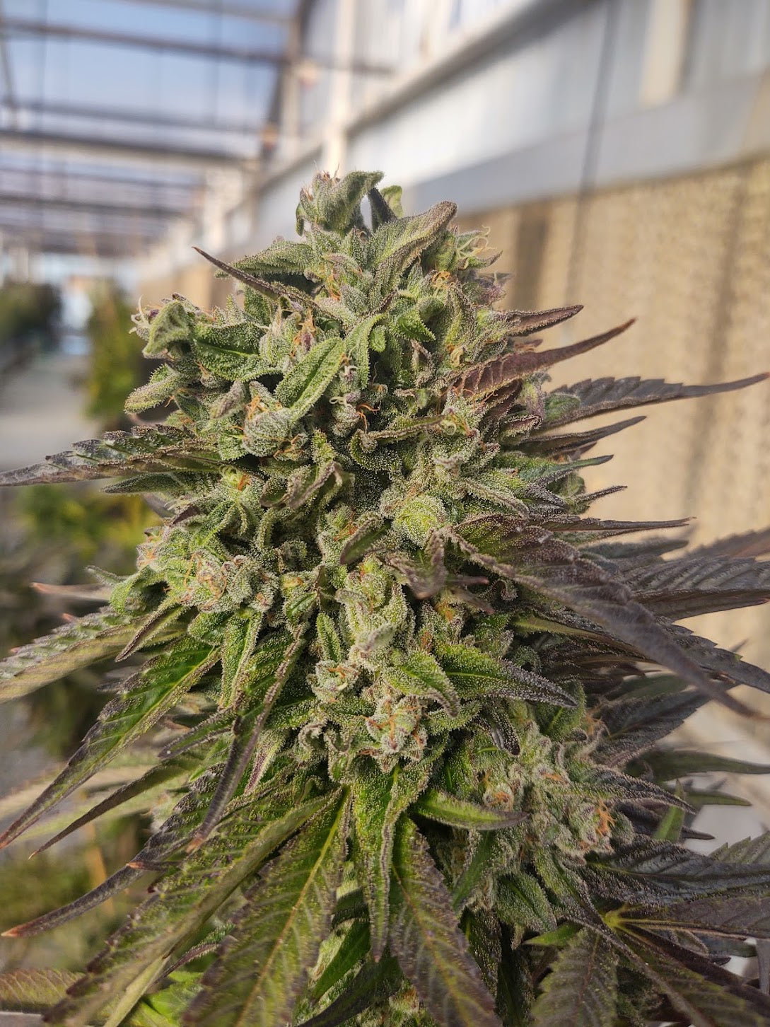 UNO-B Feminized Hemp Seed