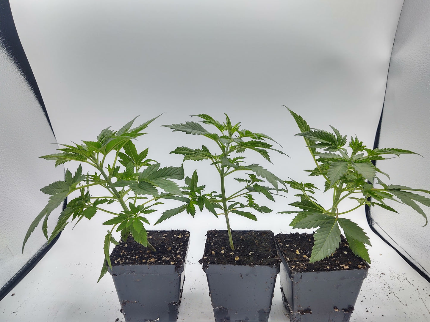 The Dream Feminized Hemp Seed