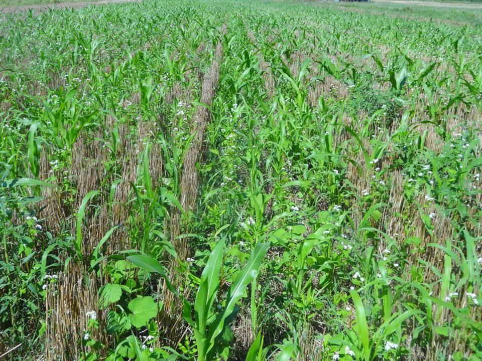 Managing Your Winter Cover Crop