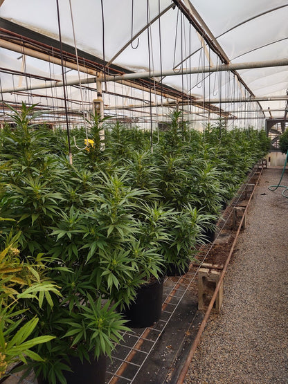 The Dream Feminized Hemp Seed