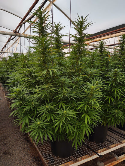 UNO-B Feminized Hemp Seed