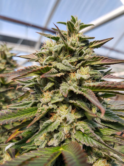 UNO-B Feminized Hemp Seed