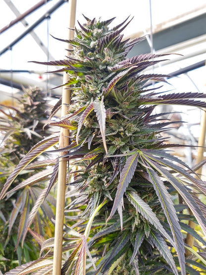 UNO-B Feminized Hemp Seed