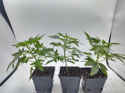 The Dream Feminized Hemp Seed