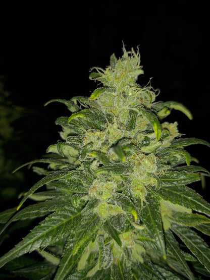 The Dream Feminized Hemp Seed