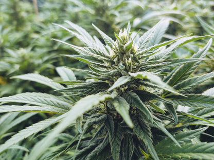 The Dream Feminized Hemp Seed